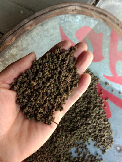 优质吴茱萸欢迎老板前来采购