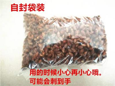 云南石林高寒区苍耳子