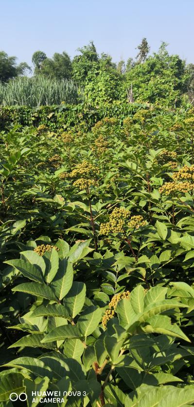 批发优质高产中花吴茱萸苗
