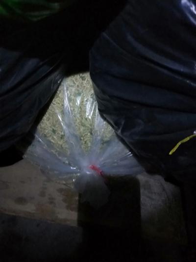 出售金银花