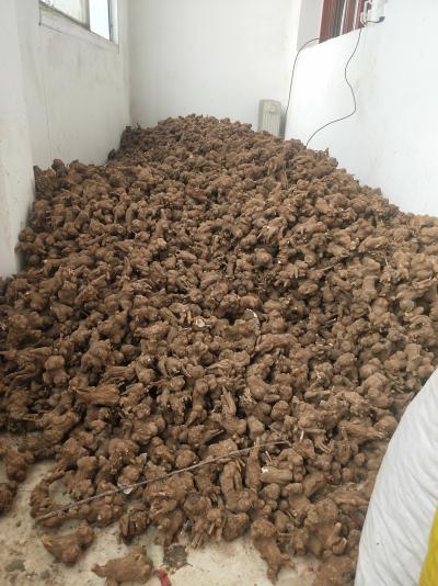 选货白术50吨