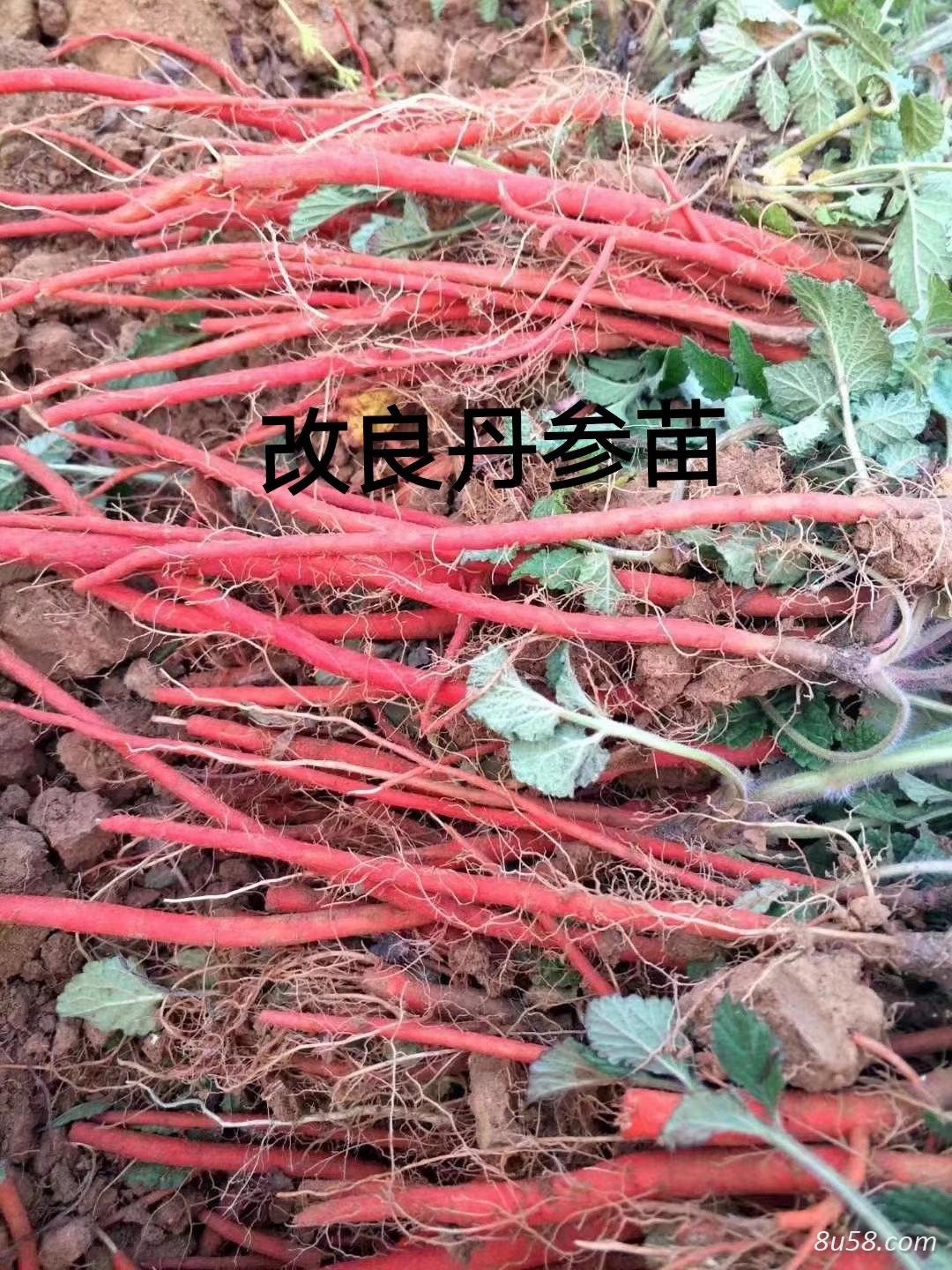 改良丹参苗批发供应 改良丹参苗批发供应