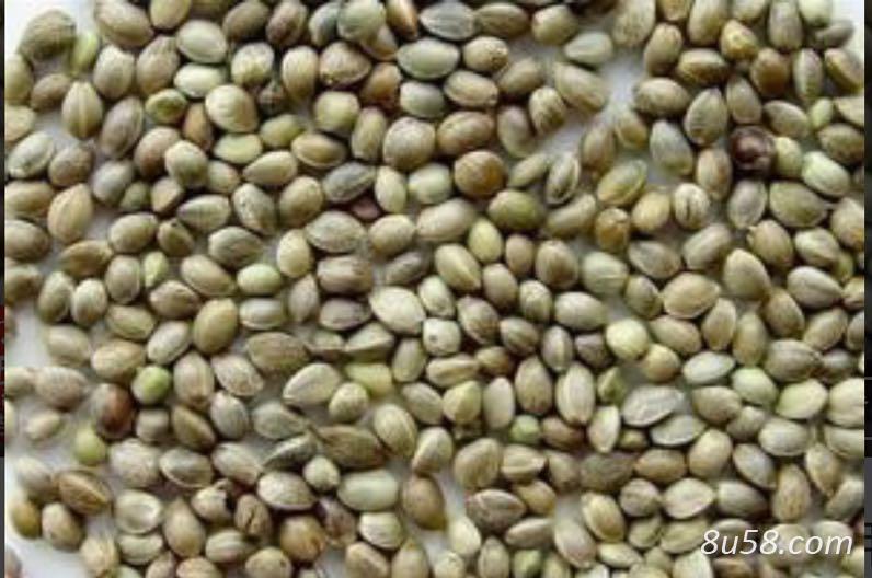 火麻籽 火麻仁