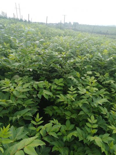柳州高产中花吴茱萸苗
