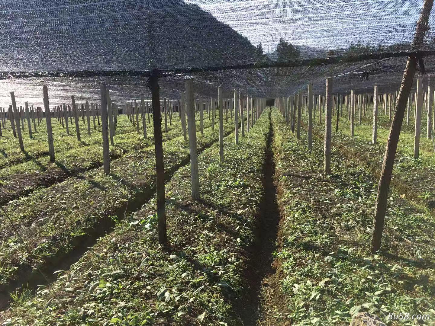 大量出售滇红花高杆黄精1年种苗（一手基地货源）