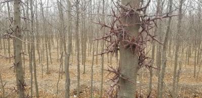 供应皂角树，9亩地的皂角树共10000棵左右，种植了4年，树直径5~8cm