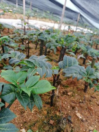 出售广西高产量中花吴茱萸苗