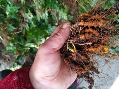 农家自己种植黄连