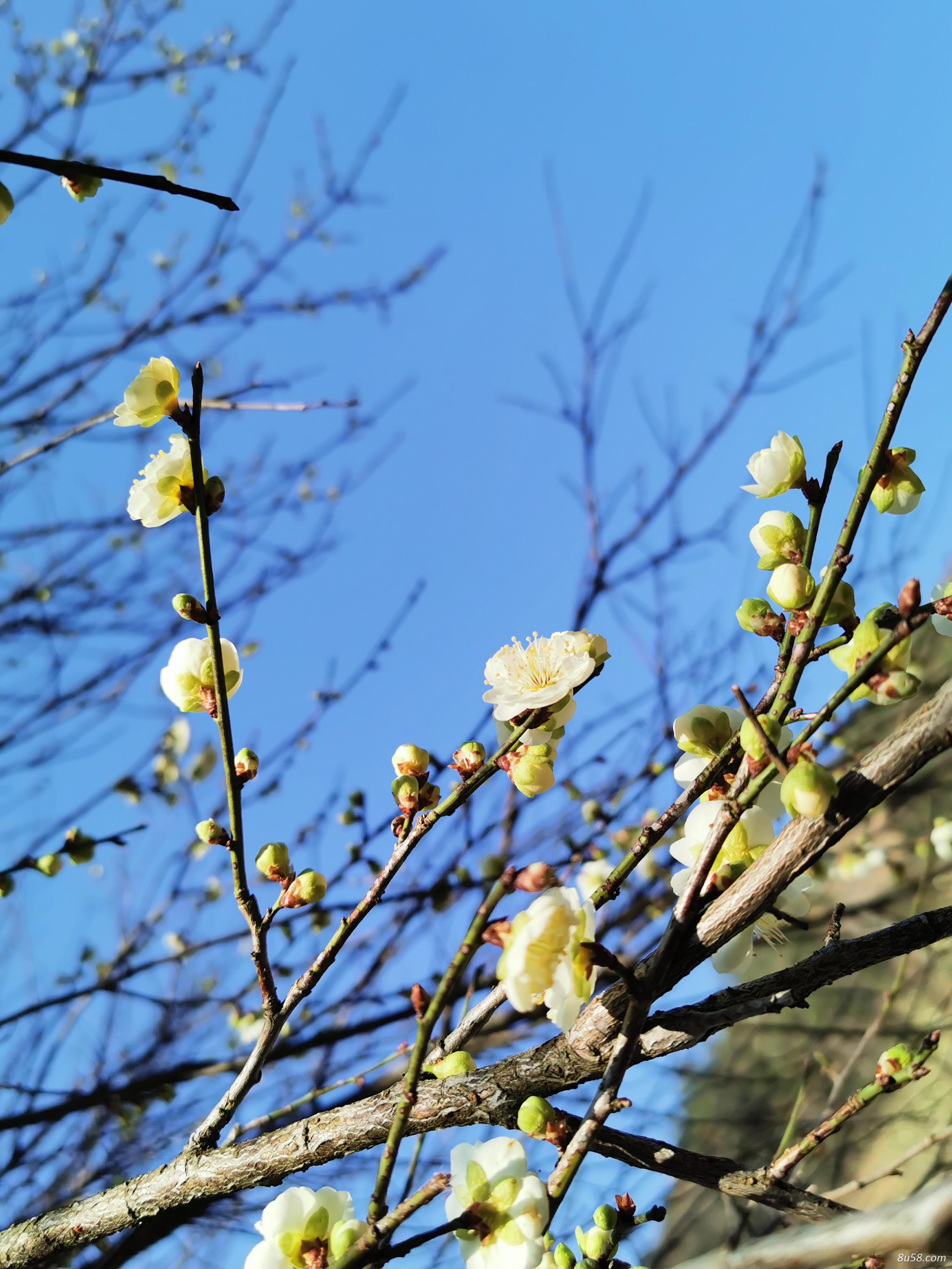 自产自销 干梅花