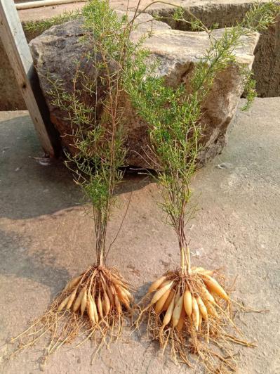 专业种植天冬苗，品质好，产量高