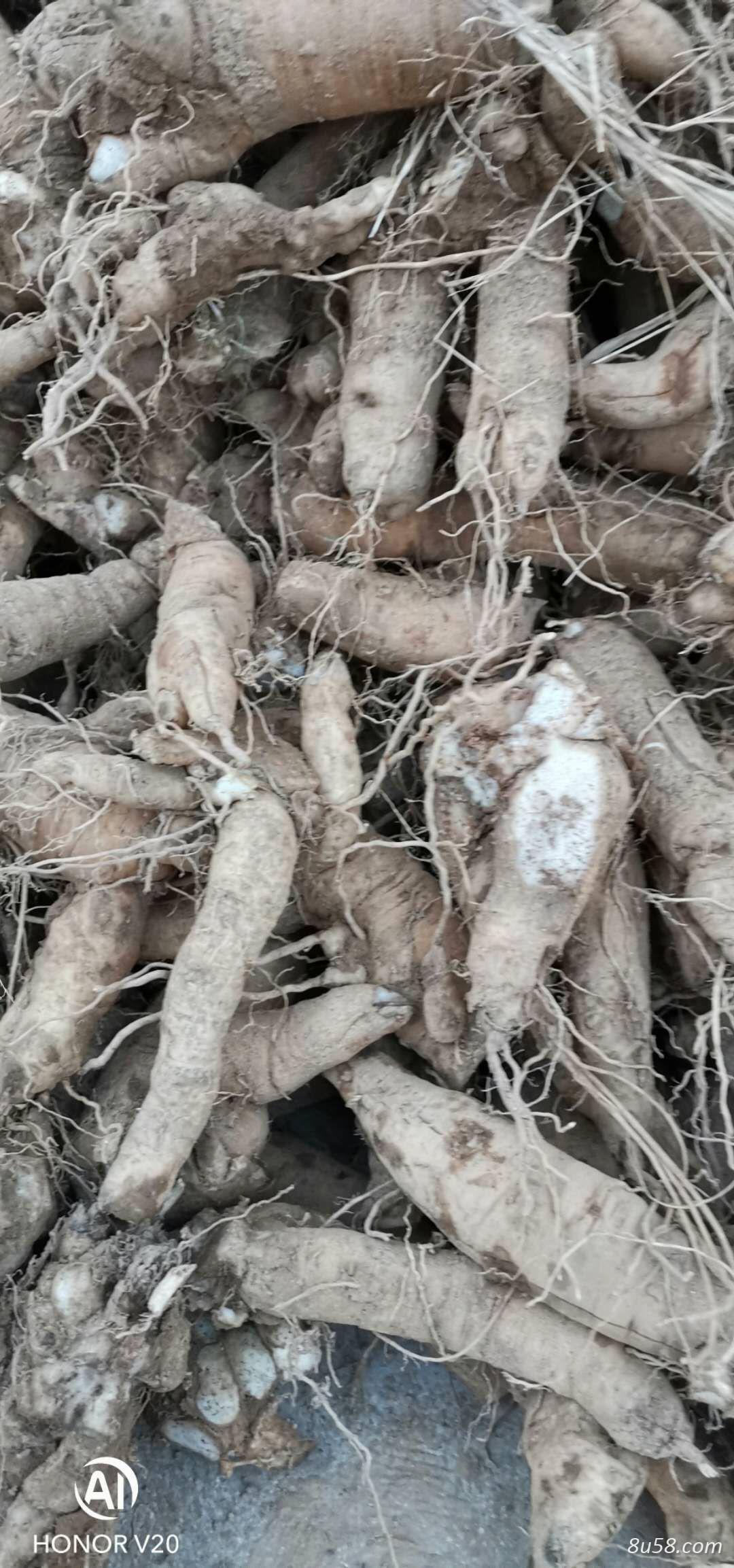 出售大量优质玄参（鲜货）