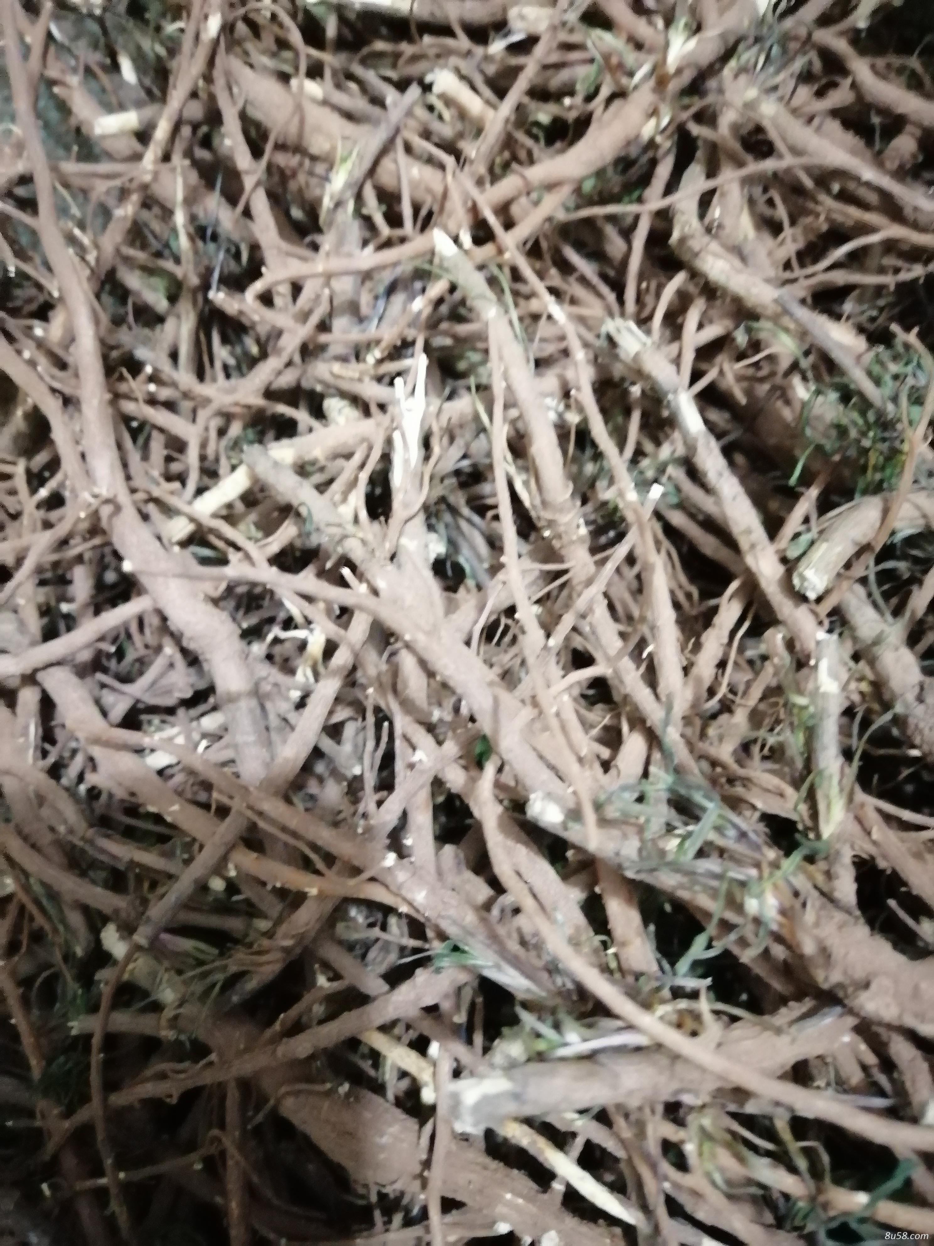 北柴胡