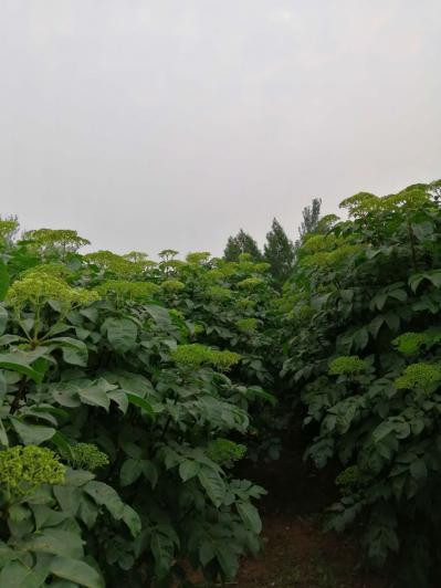 吴茱萸树苗