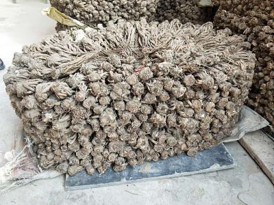甘肃甘南州农家种植无硫当归，品质好，安全放心。支持各种物流方式。（期待药厂，商人等合作伙伴）