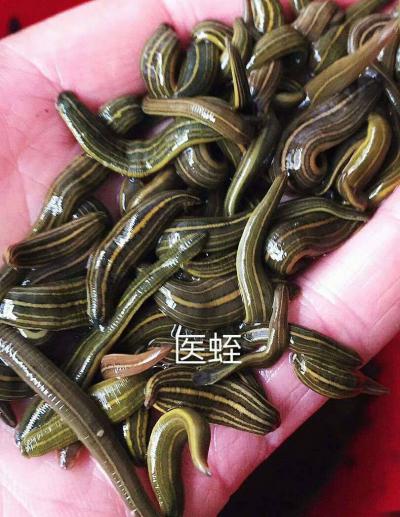 医蛭，蚂蟥，干货成品常年购销