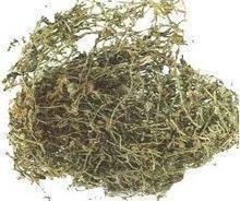 出售垂盆草