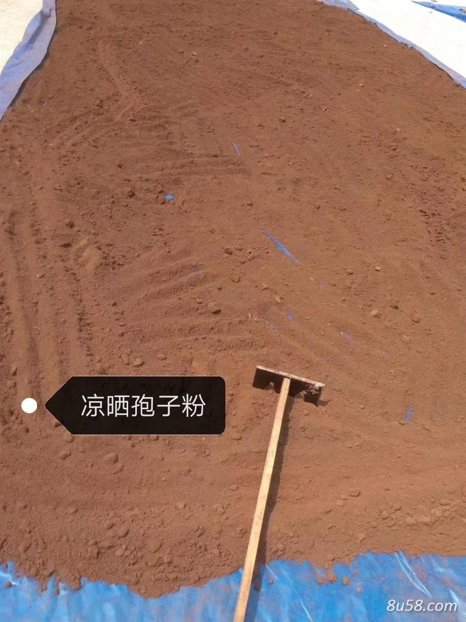 灵芝孢子粉