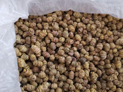 精虹生物科技公司自产自销铁皮石斛！精准扶贫首创地！十八洞