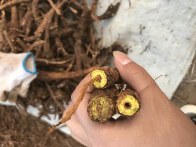 商洛地区黄芩 一手货源