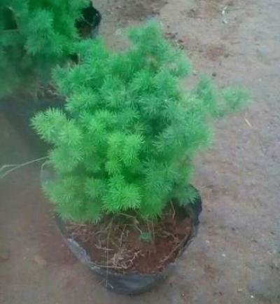蓬莱松，天门冬，春兰苗批发