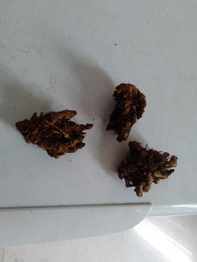 出售野生黄莲