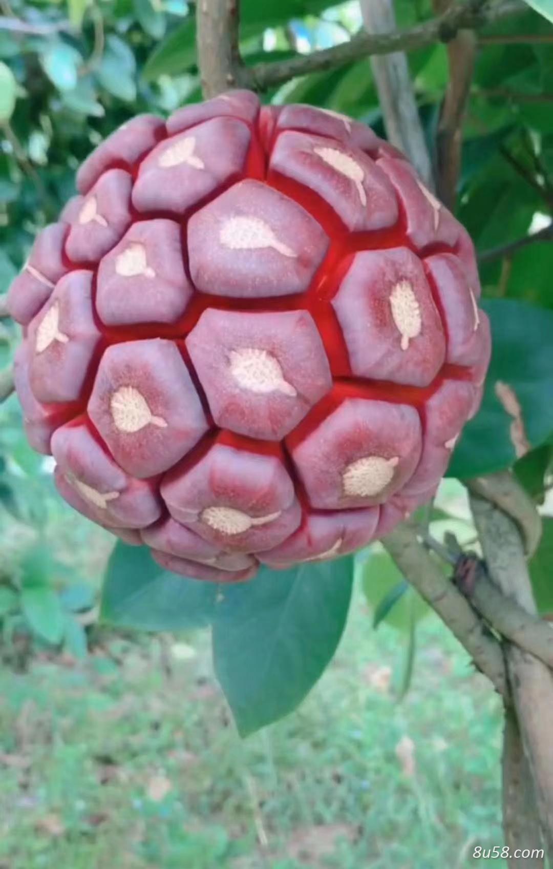 黑老虎苗