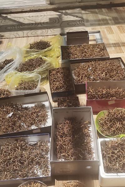 冬虫夏草6.8元一条