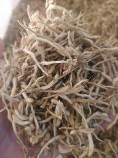 河南金银花晒货
