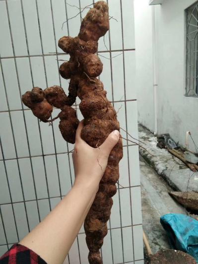 广东野生土茯苓鲜货