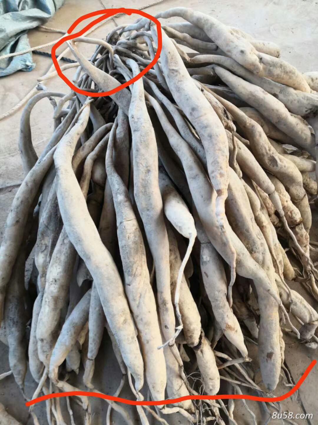 云南西双版纳百部