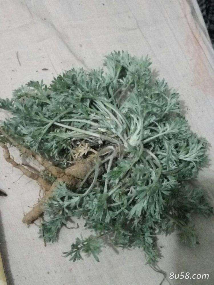 野生茵陈