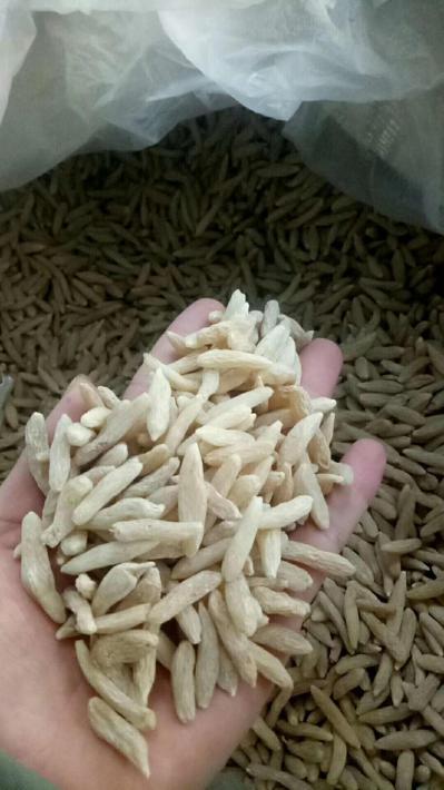 自家种植的麦冬 优质好货