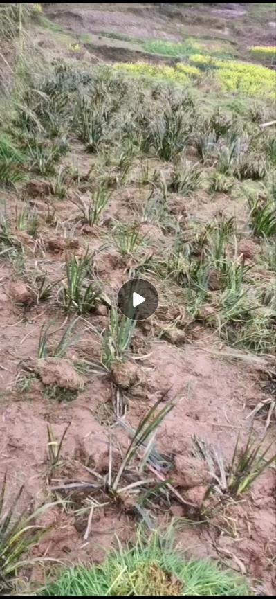 四川 重庆长期大量石菖蒲出售