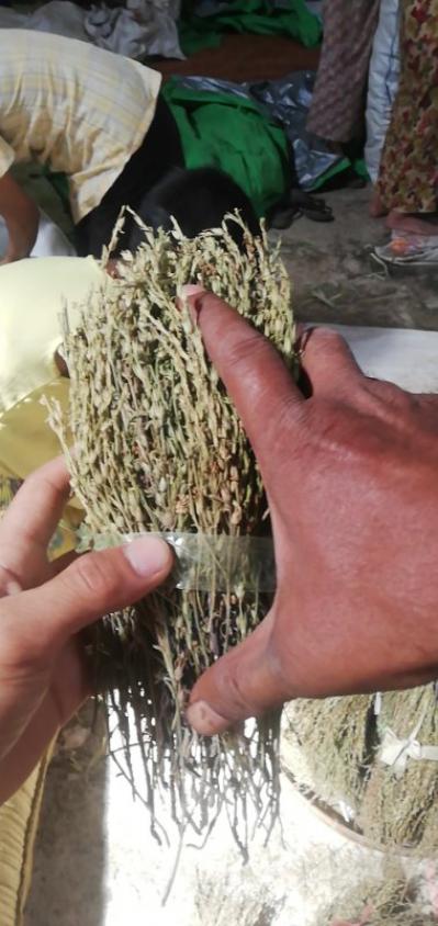 独脚金