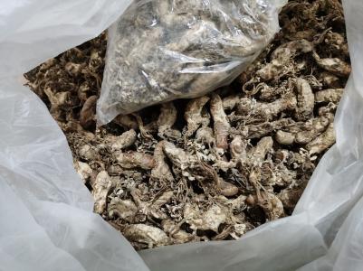 纯天然野生金蝉花（自己挖的数量有限））