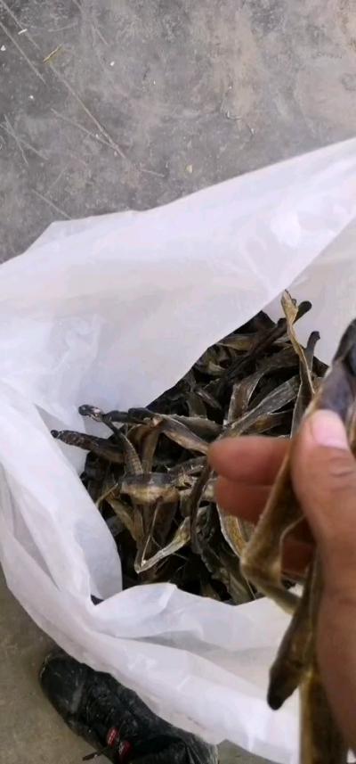 长期供应全开地龙干货