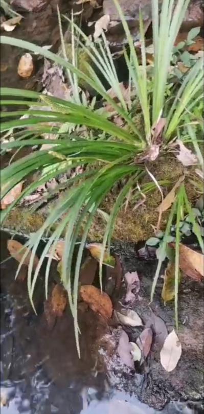 野生石菖蒲