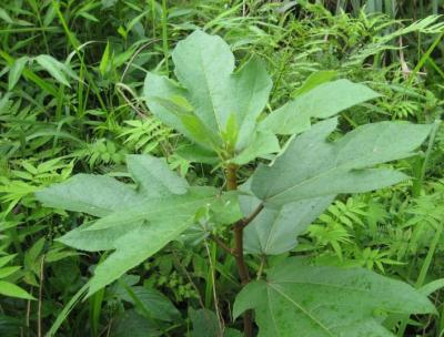 求收购野生五指毛桃