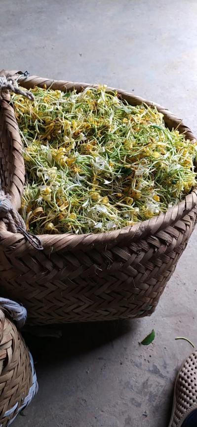 金银花预卖