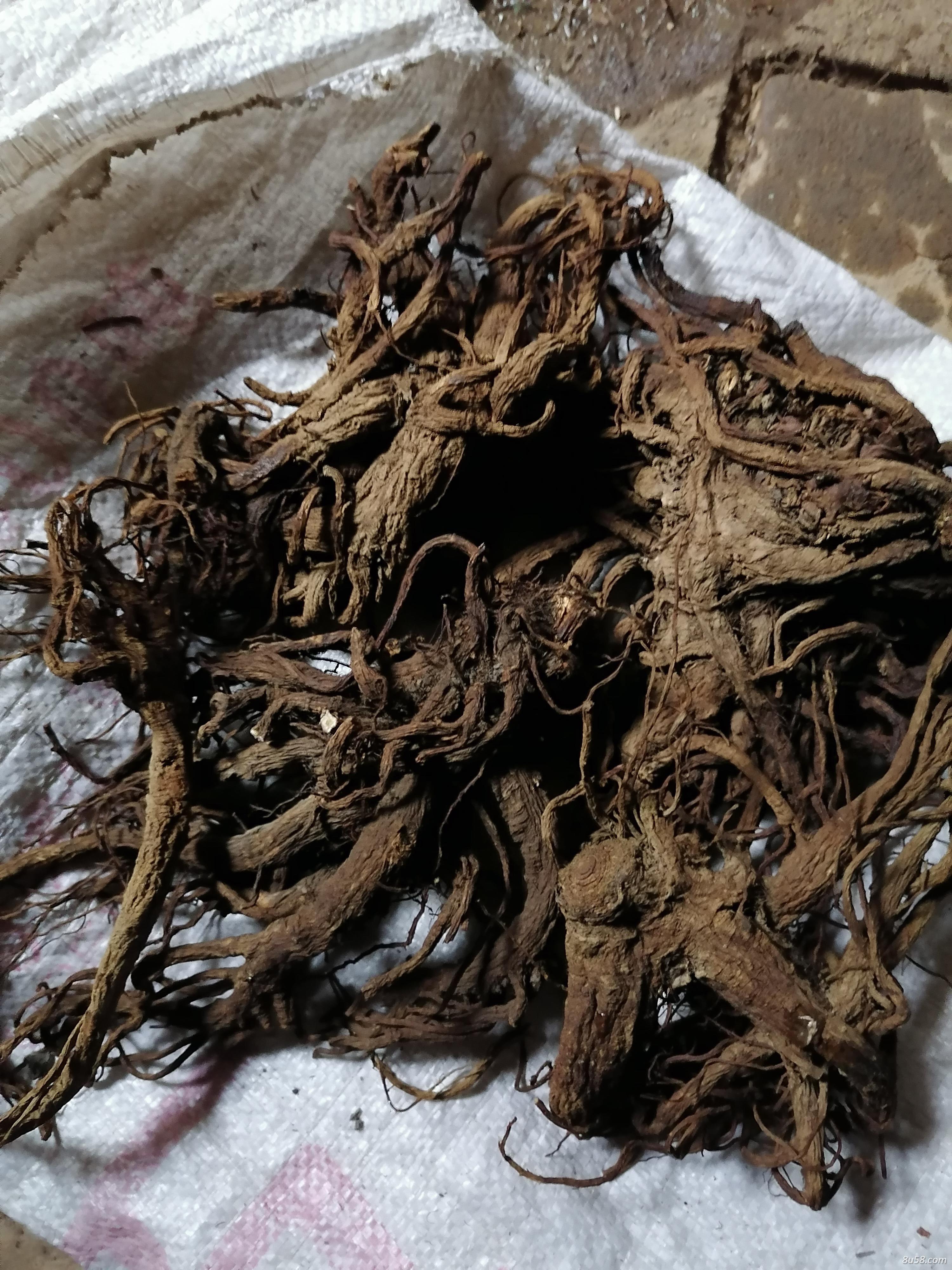 供肉独活，全新产品