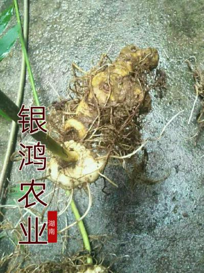 黄精种苗供应，种茎不低于1.5公分