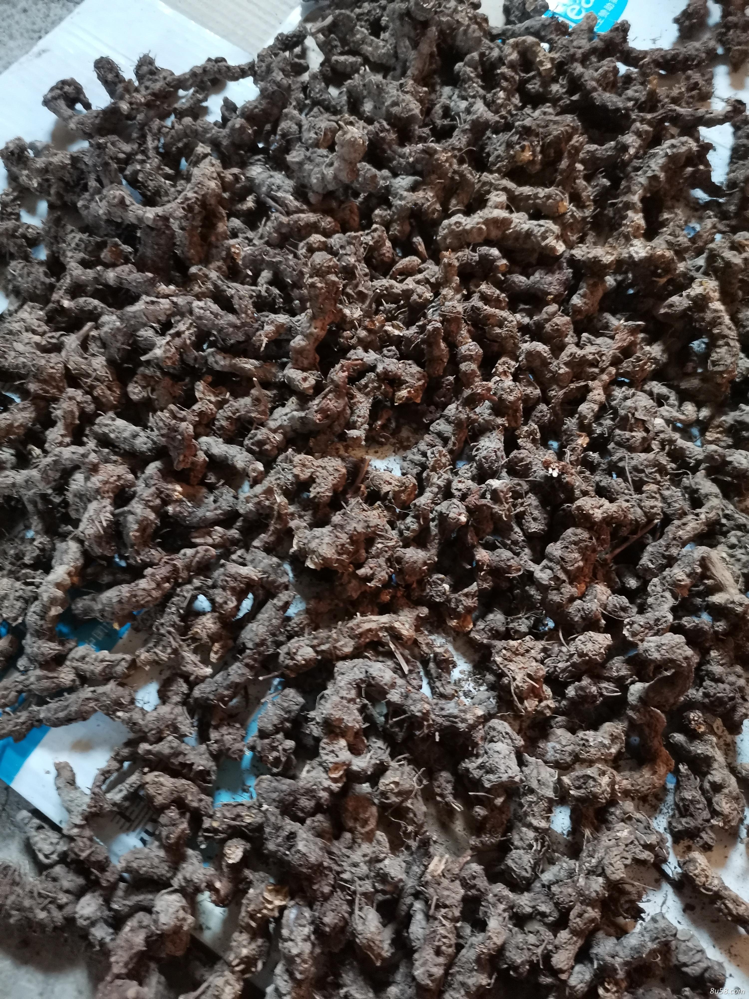 野生苍术