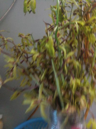 湖北金头大蜈蚣
