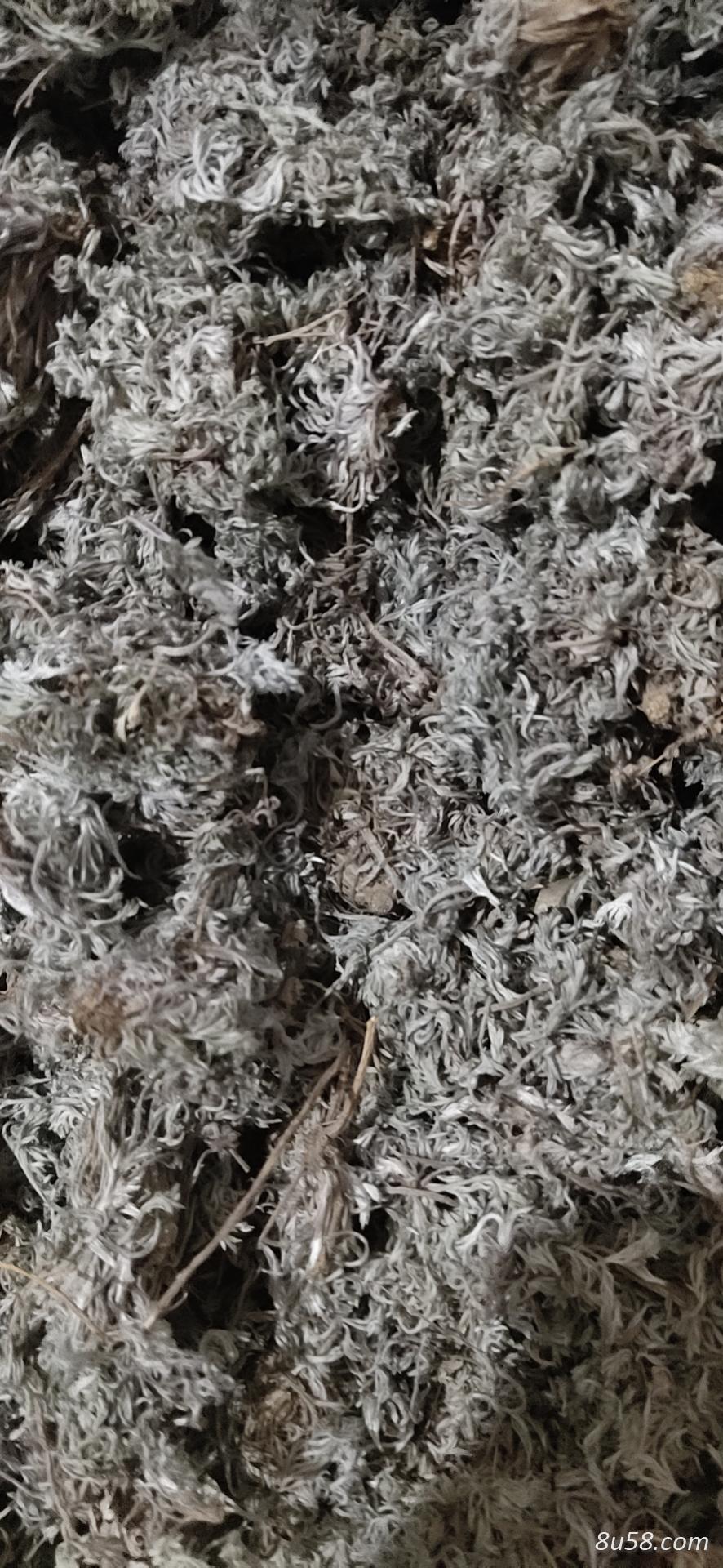 茵陈10吨