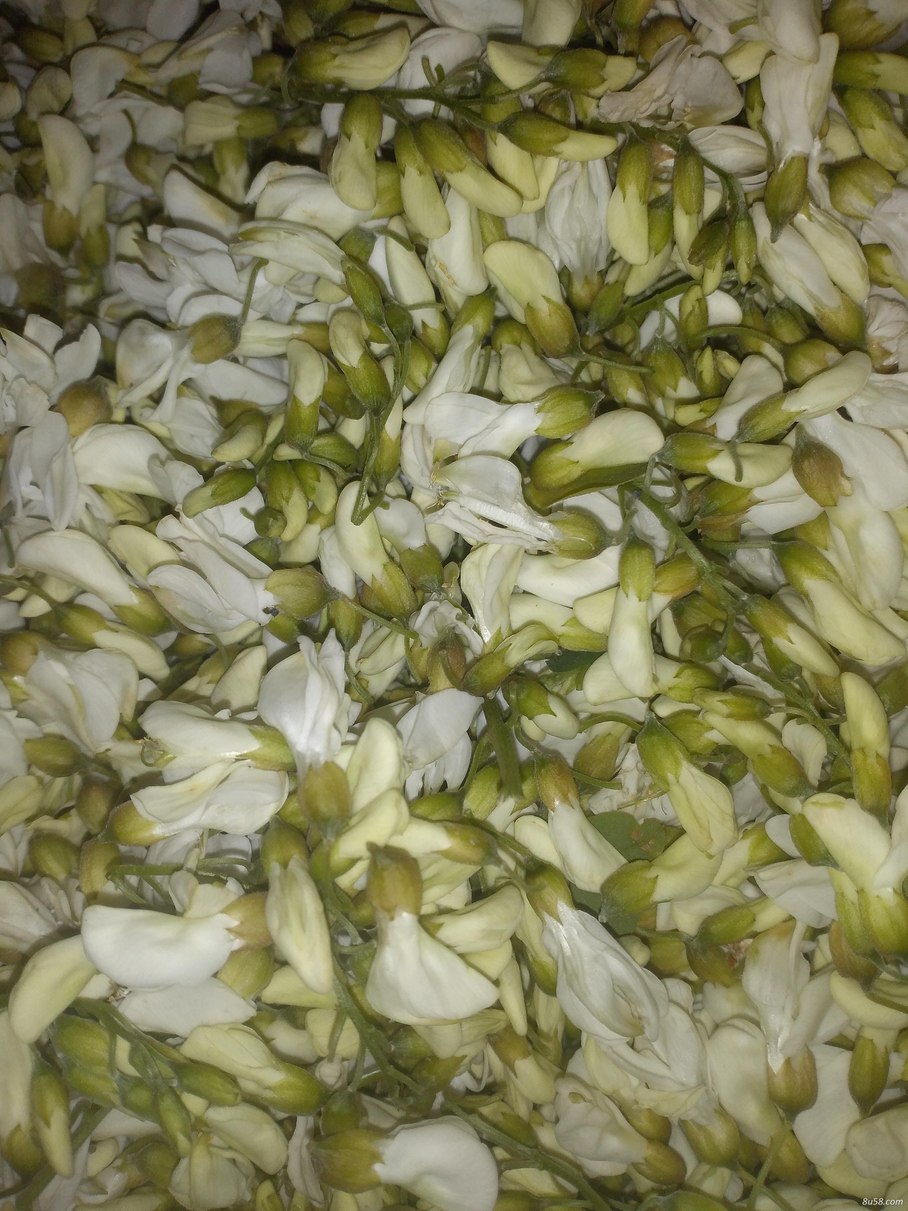 洋槐花