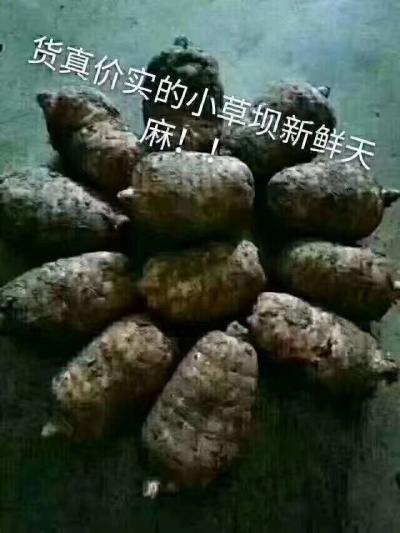 昭通彝良小草坝天麻