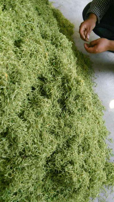金银花预售