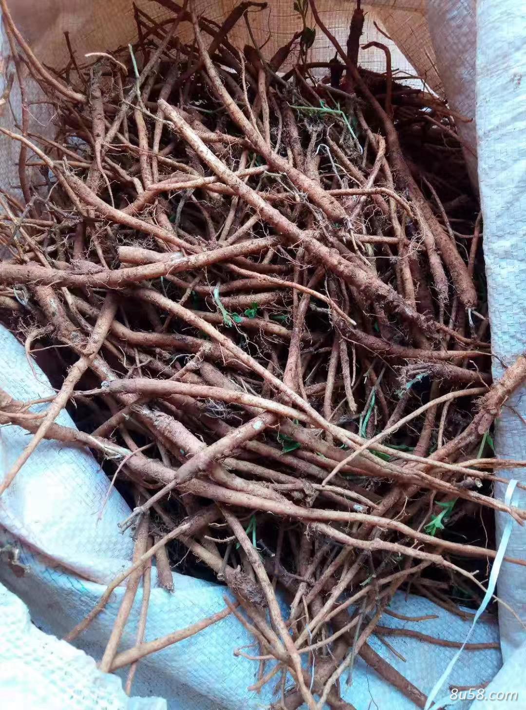 金铁锁/独钉子大量出售