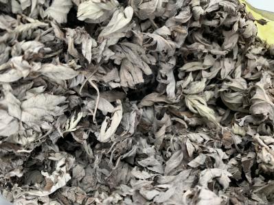 湖北襄阳 大量一手 艾叶统货 出售