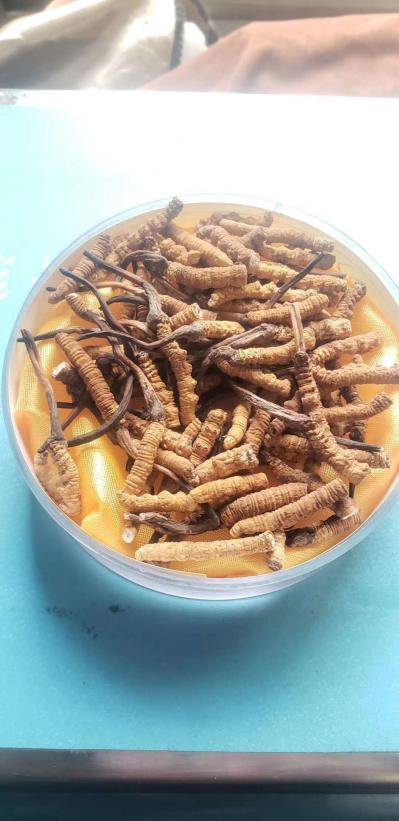 西藏那曲冬虫夏草